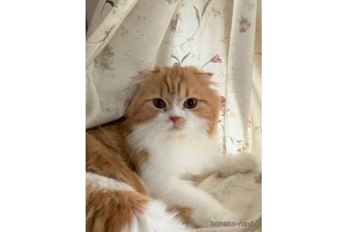販売中のスコティッシュフォールド(折れ耳)の親猫